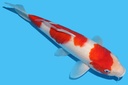343058.jpg