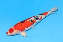 343025 63cm诚太郎大正二才