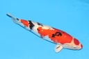 343025 63cm诚太郎大正二才