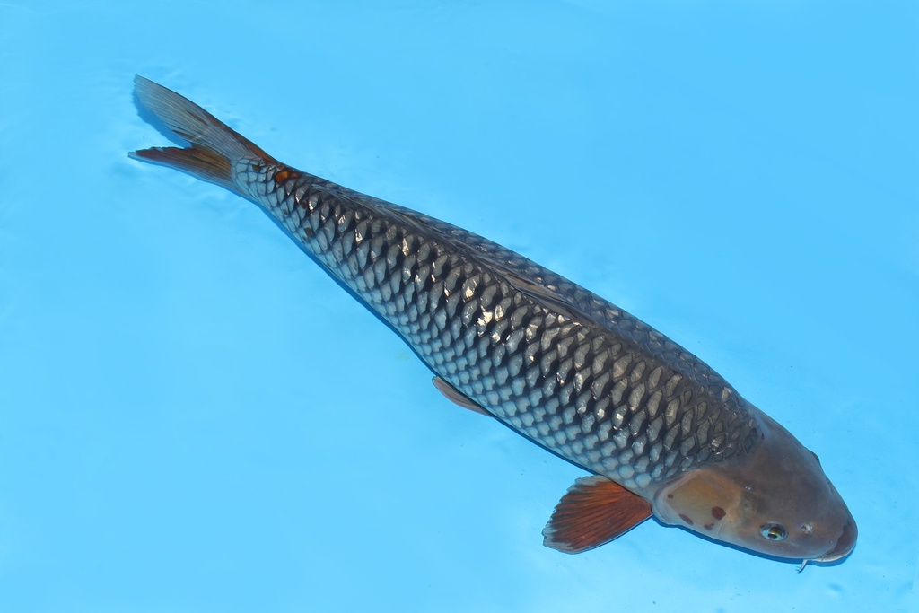 343032 73cm 丸堂