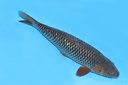 343032 73cm 丸堂