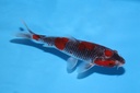 21cm菅野五色当才