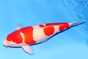 344003 72cm桃太郎红白四才母鱼G4c6000 真子红白  IMG_2159.JPG
