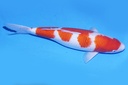 345028 桃太郎产 衣 三才 64cm 雌性.JPG-·.JPG