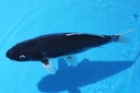 346036 42cm 山重产 三才 雌性 C1500 C1-1.JPG