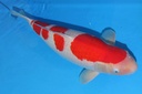 346051 62cm 桃太郎产 三才 雌性 C3700 G5 种鱼推介 背鳍缺失-1.JPG