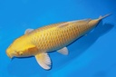 66cm 大日产 四才 雌性.JPG