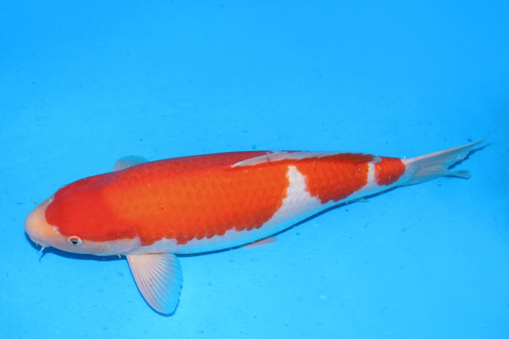 66cm 桃太郎产 三才 雌性 C2000 真子红白 F1-B.JPG