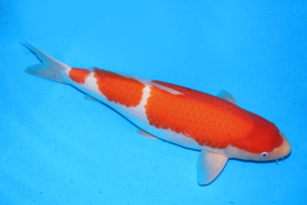 66cm 桃太郎产 三才 雌性 C2000 真子红白 F1-A.JPG