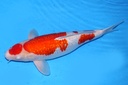 56cm 大石产 三才 雌性 C1500 B5-b.JPG