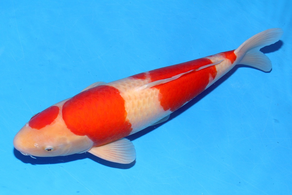 52cm 新阪井产 二才 雄性 C750 B6-b.JPG