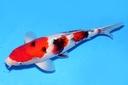 43cm 阪井产当三才 雌性 C1300 B5-b.JPG