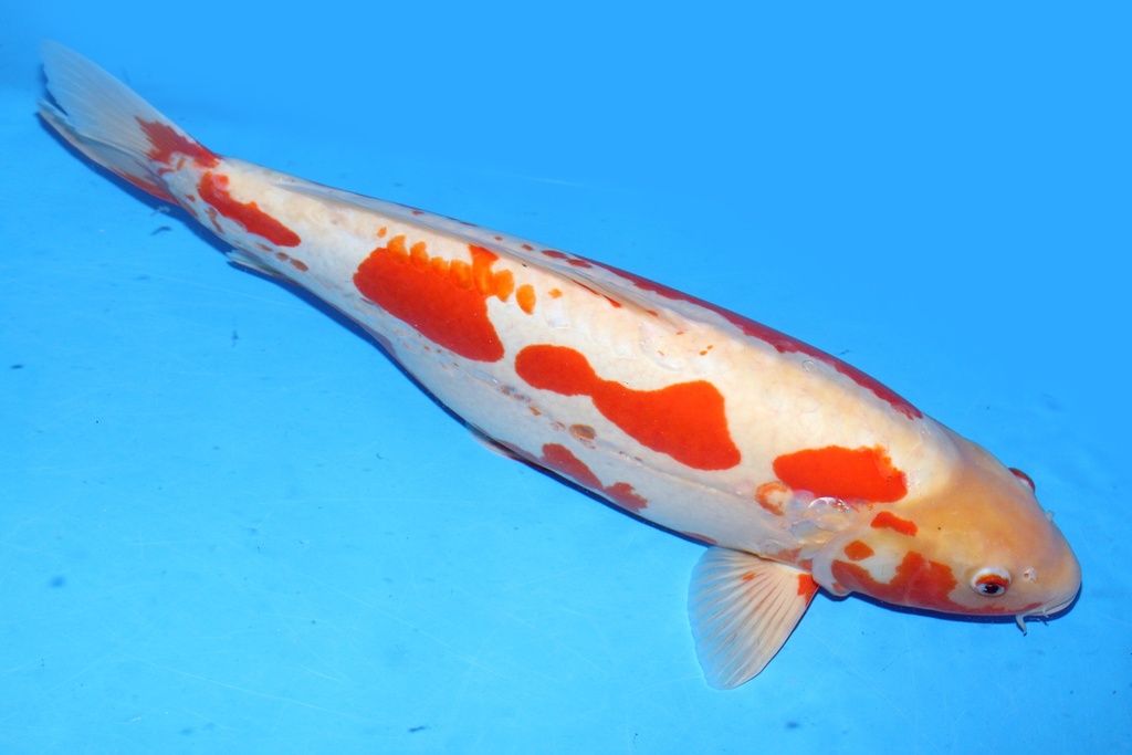 64cm 细海产 三才 雌性 C1000 C2-a.JPG