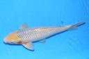 58cm 大家产 二才 雄性 C2800 S5上-b.JPG