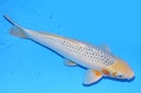 58cm 大家产 二才 雄性 C2800 S5上-a.JPG