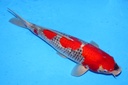 50cm 川上产 二才 雌性 C1400 B5-a.JPG