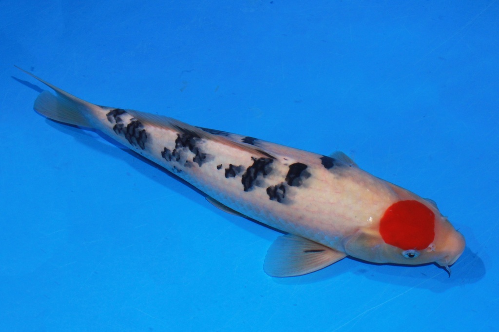 42cm 阪井产 当才 雄性 C1800 M11-A.JPG