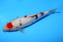 24cm 桃太郎产 当才 公母不明 C1100 M2-b.JPG
