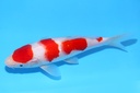 21cm 尾形产 当才 公母不明 C844 S8上.JPG-b.JPG