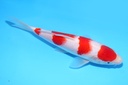 21cm 尾形产 当才 公母不明 C844 S8上.JPG-a.JPG