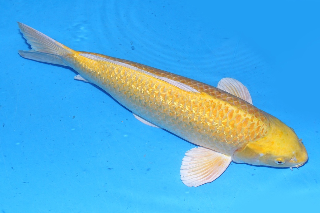 64cm 桃太郎产 三才 雄性 C500 S5上-a.JPG