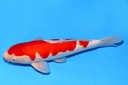 55cm 桃太郎产 二才 雄性 C1000 B6-b.JPG
