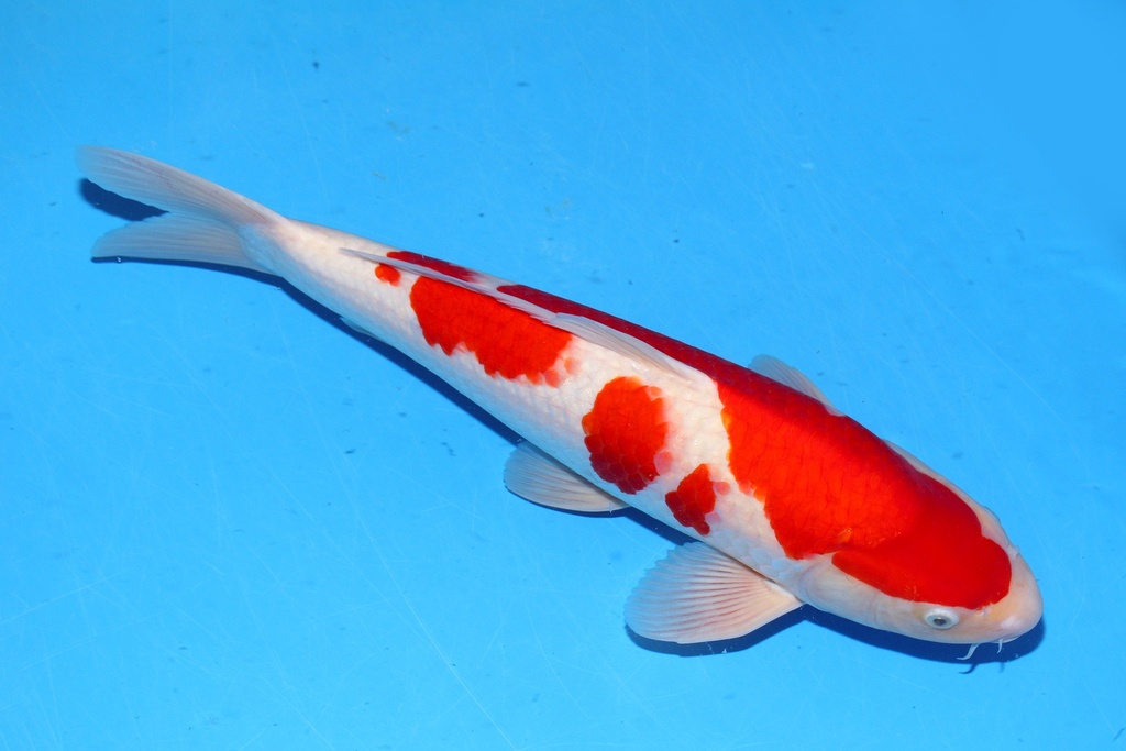 51cm 桃太郎产 二才 雄性 C1000 B6-a.JPG