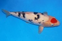45cm 阪井产 当才 雄性 C1000 M11-a.JPG