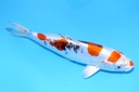 25cm 尾形产 当才 公母不明 C844 S8上-a.JPG