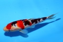 21cm 尾形产 当才 公母不明 C800 S9下-b.JPG