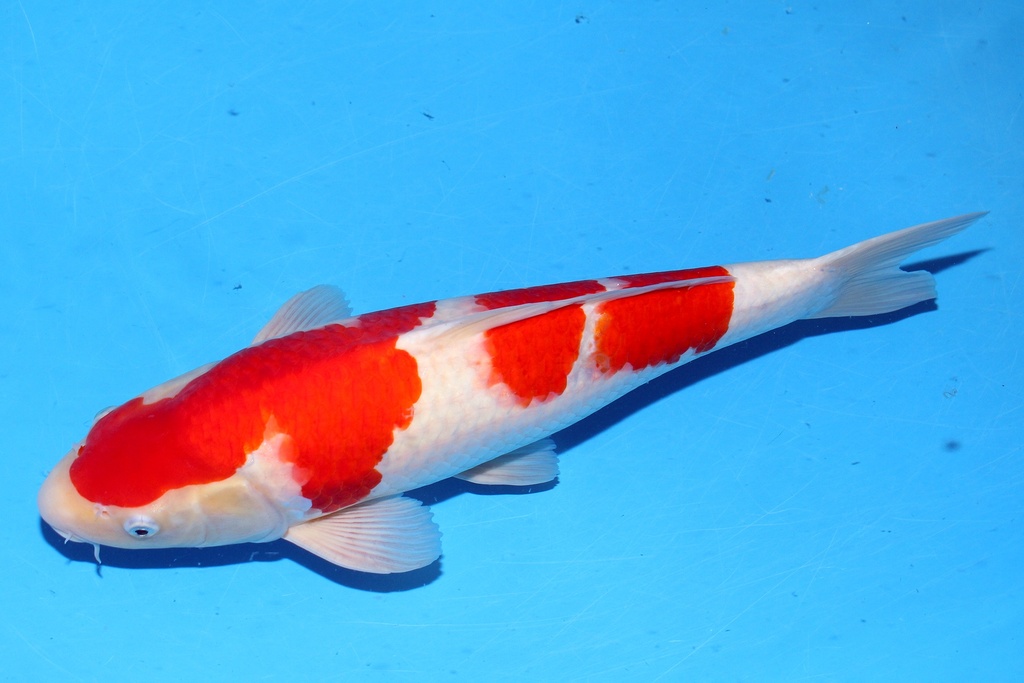 50cm 桃太郎产 二才 雄性 C1000 B6-b.JPG
