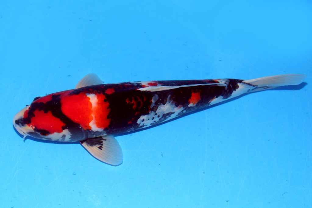 46cm 大日产 二才 雄性 C1000 B6 (2)-b.JPG