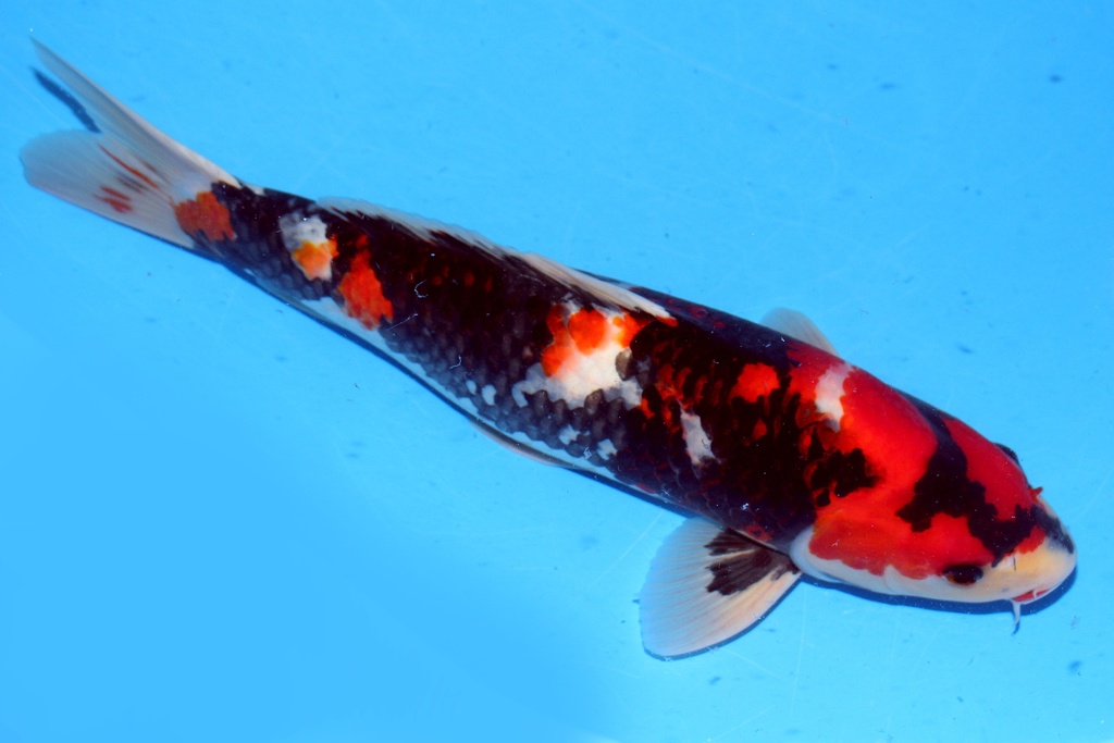 46cm 大日产 二才 雄性 C1000 B6 (2)-a.JPG