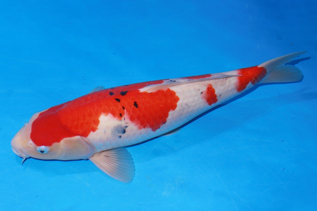 44cm 阪井产 当才 雄性  C500 M11-b.JPG