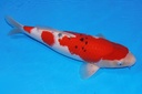 44cm 阪井产 当才 雄性  C500 M11-a.JPG
