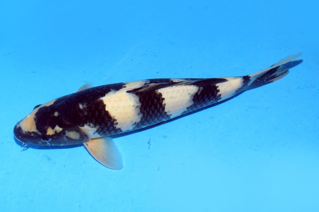 39cm 尾形产 二才 雌性 C300 B5-b.JPG