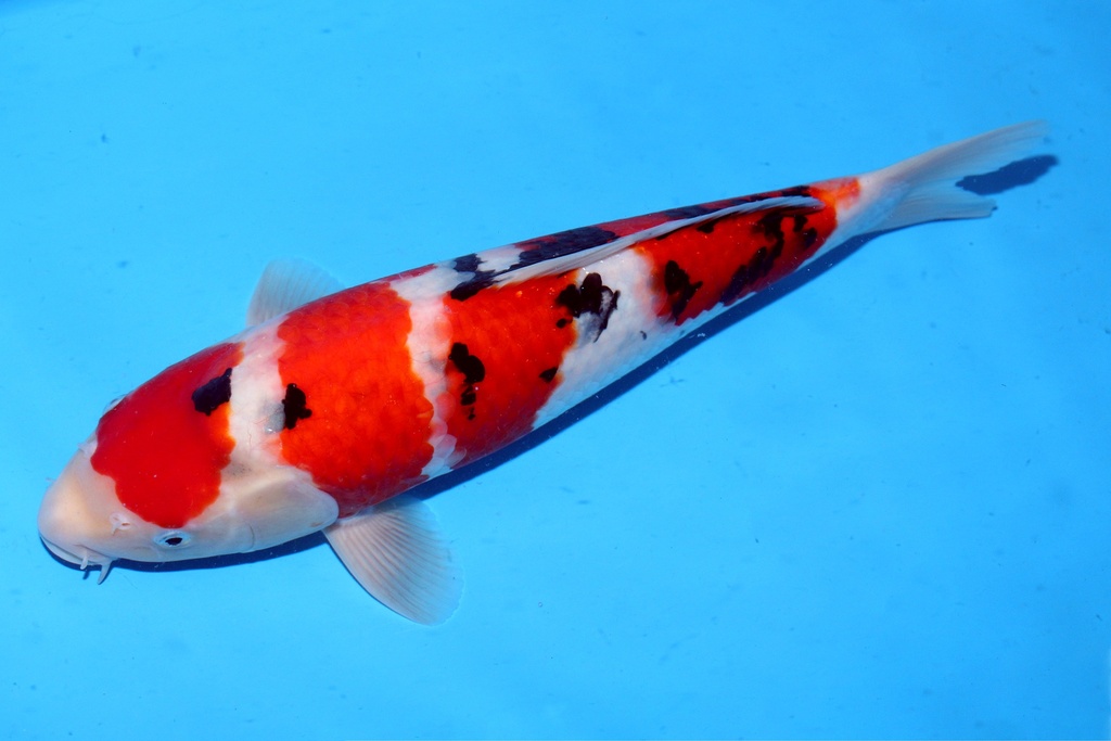 37cm 阪井产 当才 雄性(1)-b.JPG