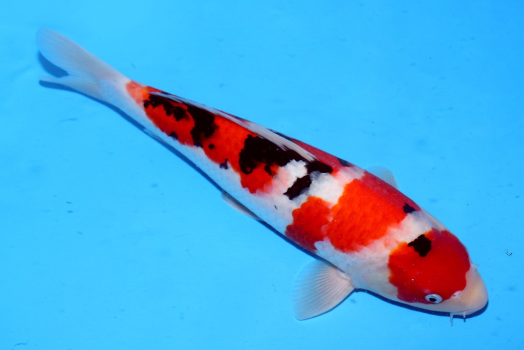 37cm 阪井产 当才 雄性(1)-a.JPG