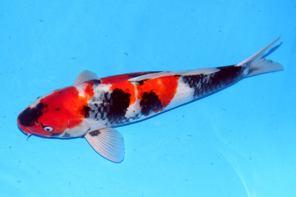 52cm 大日产 二才 雄性 C1500 B6-b.JPG