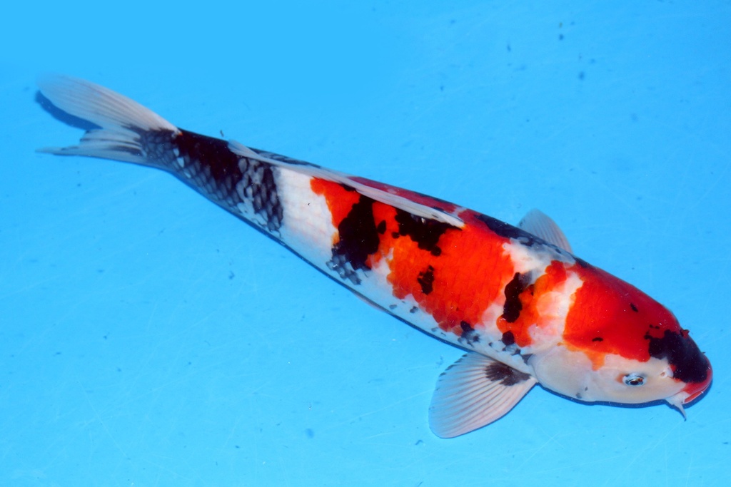 52cm 大日产 二才 雄性 C1500 B6-a.JPG