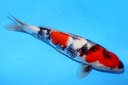 30cm 清十郎产 当才 公母不明 C200 M5(2)-a.JPG