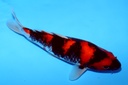 25cm 尾形产 当才 公母不明 C268 S6上-a.JPG