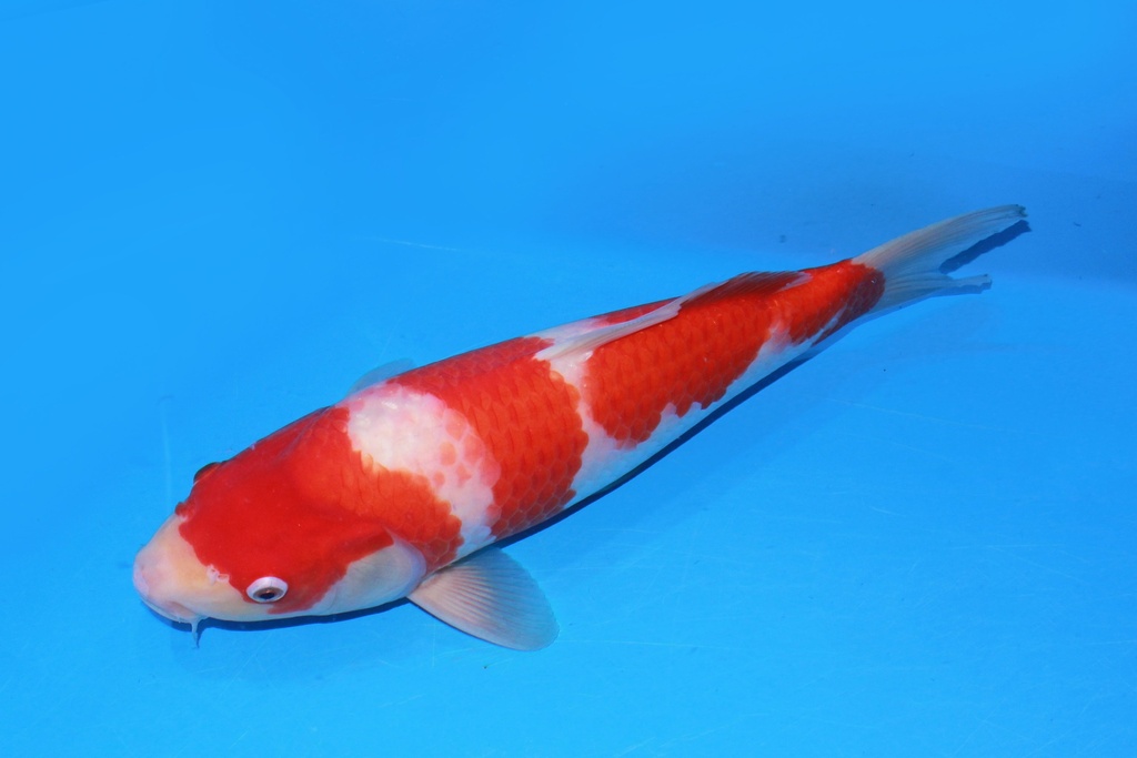 37cm 阪井产 当才 雄性 C500 M11-b.JPG