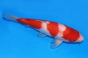 37cm 阪井产 当才 雄性 C500 M11-a.JPG