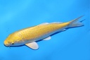 26cm 和泉屋产 当才 公母不明 C268 S6上-b.JPG