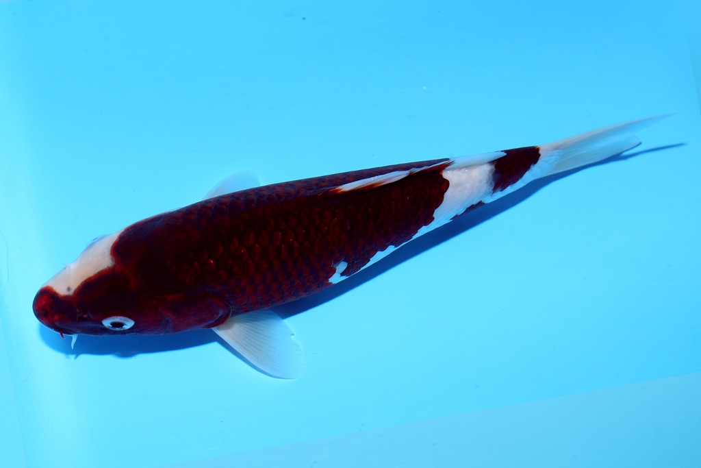 24cm 尾形产 当才 公母不明 C268 S6上-b.JPG