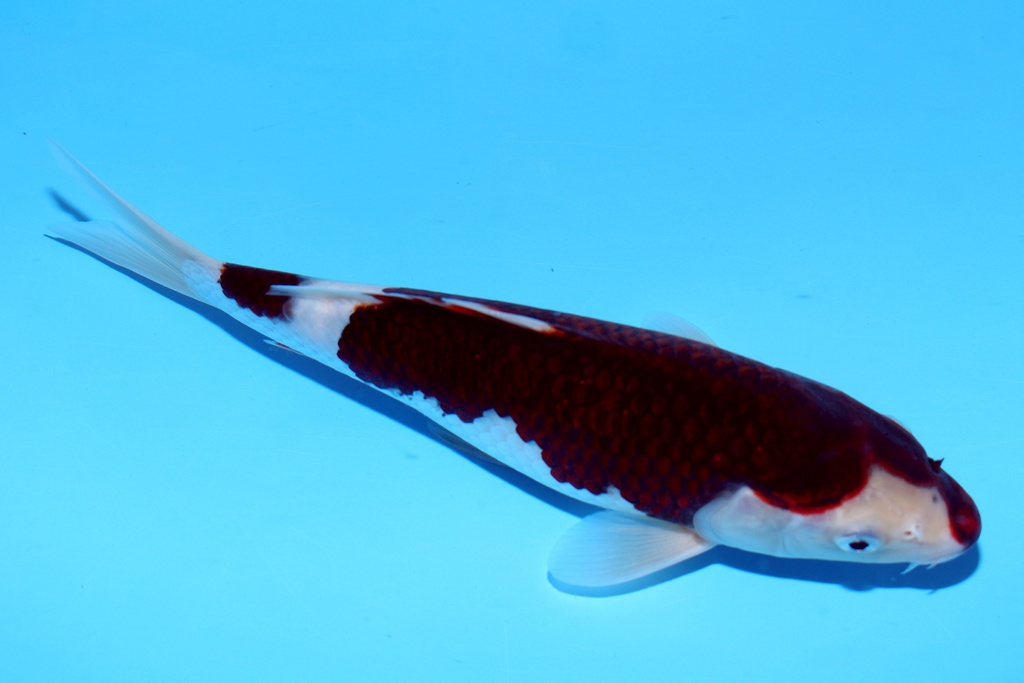 24cm 尾形产 当才 公母不明 C268 S6上a.JPG