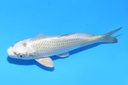 22cm 尾形产 当才 公母不明 C50 S8上-b.JPG