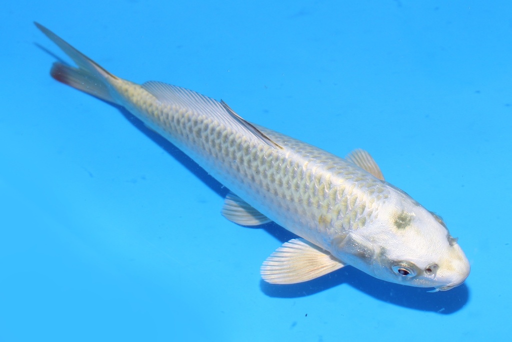 22cm 尾形产 当才 公母不明 C50 S8上-a.JPG