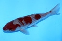 21cm 尾形产 当才 公母不明 中1-b.JPG